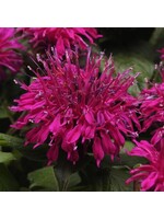 Monarda did. Balmy Purple, Bee Balm,  #1 Container