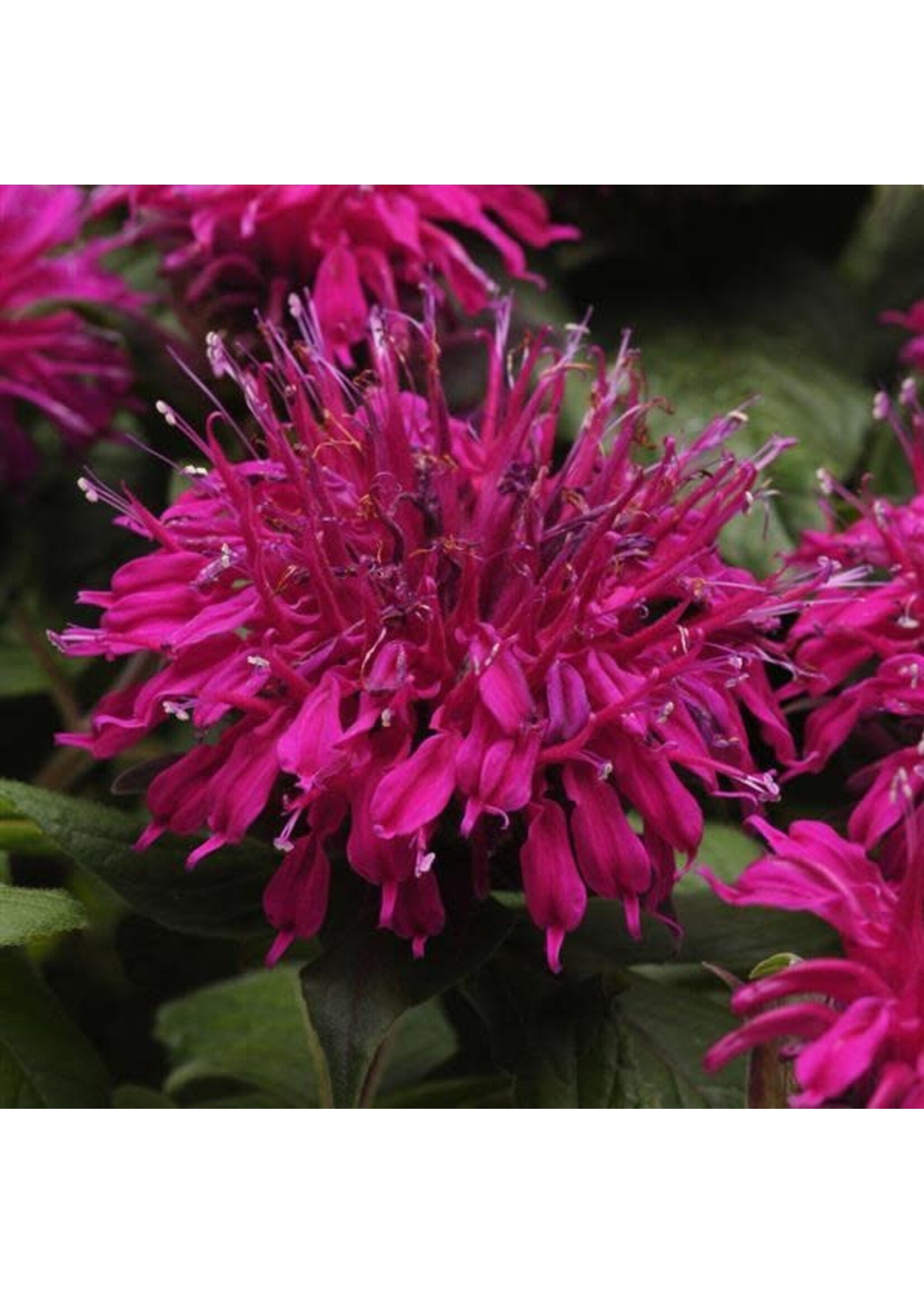 Monarda did. Balmy Purple, Bee Balm,  #1 Container