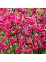 Penstemon Mission Bells Deep Rose, Beardtongue  #1 Container