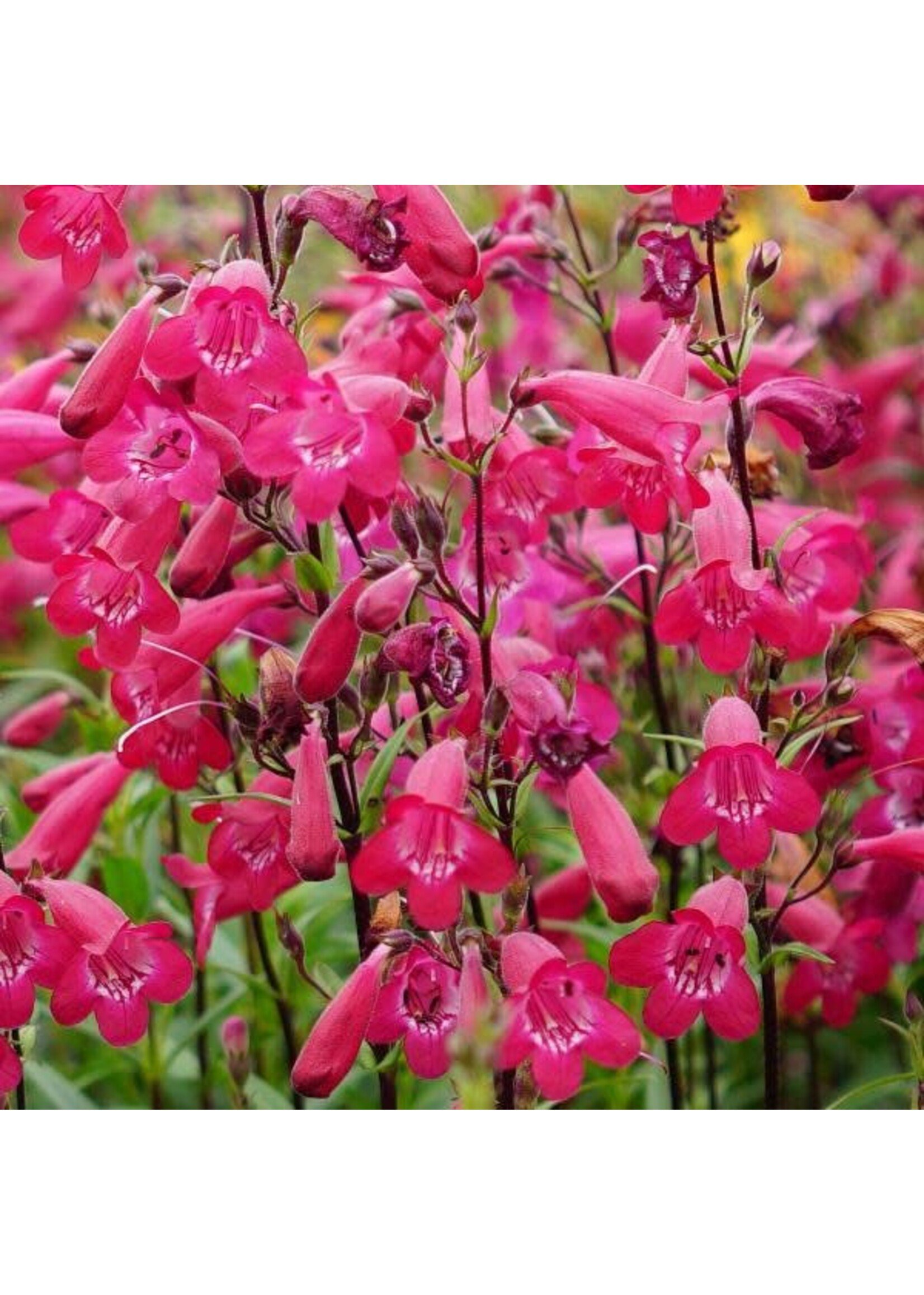 Penstemon Mission Bells Deep Rose, Beardtongue  #1 Container