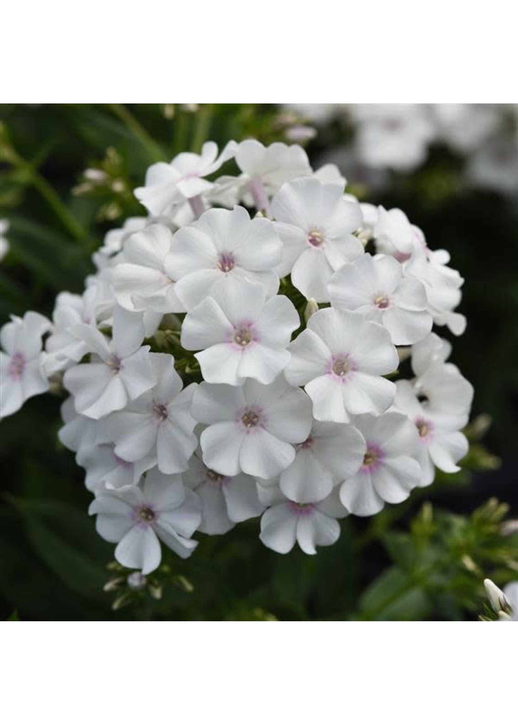 Phlox paniculata Ka Pow White bicolor, Garden Phlox, #1