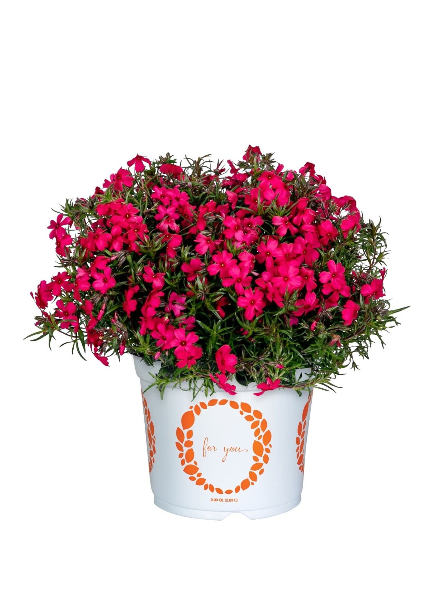 Phlox sub. Spring Dark Leaf Pink, Creeping Phlox