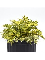 Polemonium pulcherrimum Golden Feathers, Varigated Jacob's Ladder #1 Container