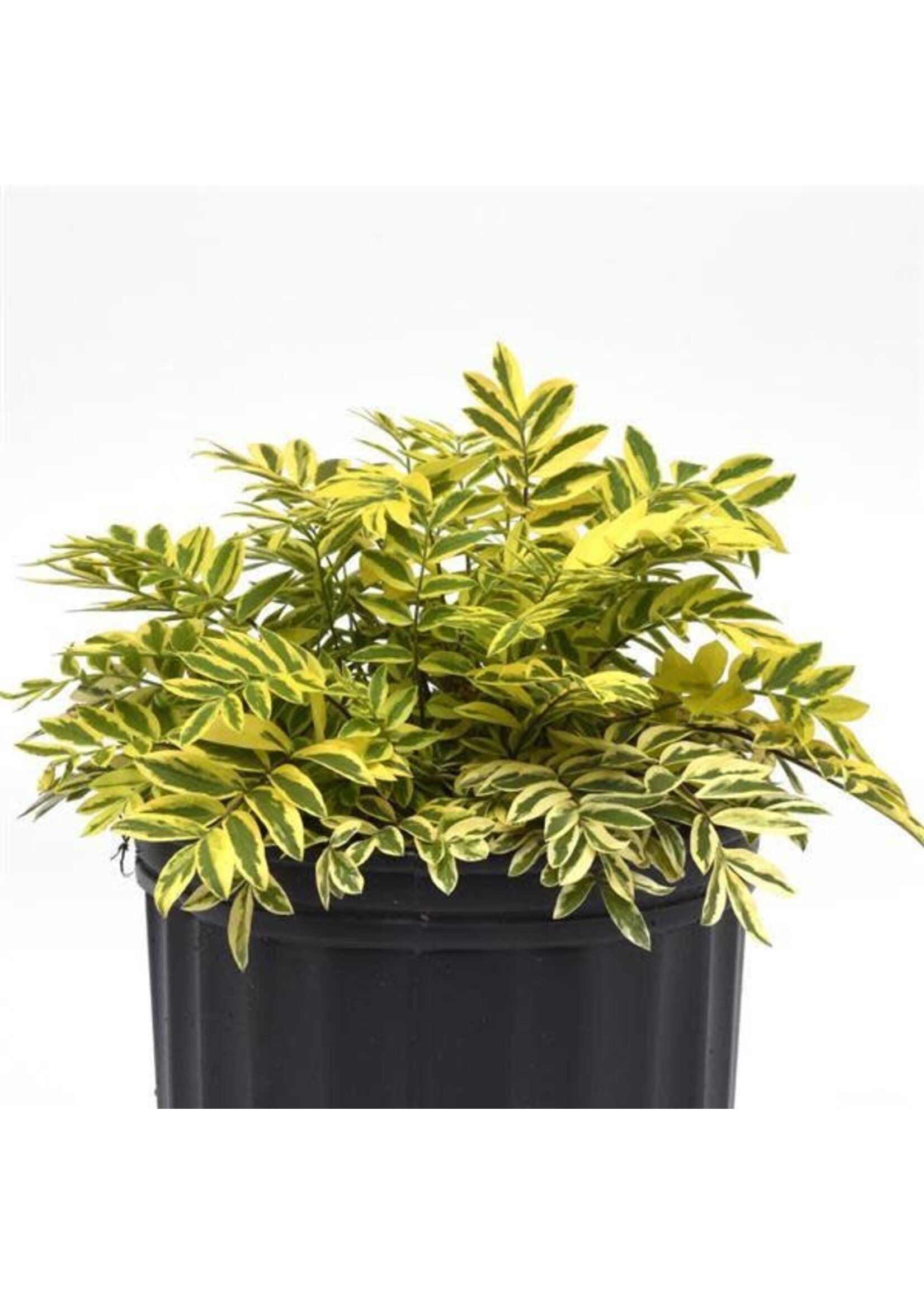 Polemonium pulcherrimum Golden Feathers, Varigated Jacob's Ladder #1 Container