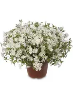 Phlox sub. Goldiphlox White, Moss Phlox  #1