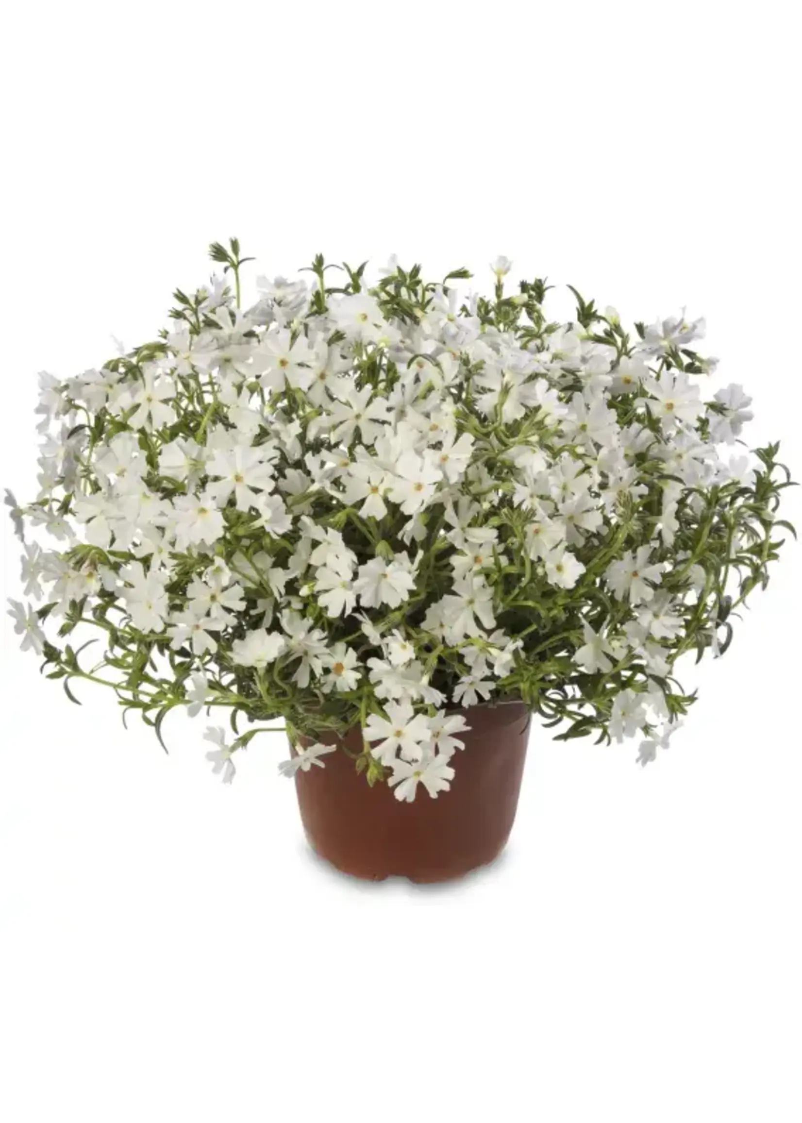 Phlox sub. Goldiphlox White, Moss Phlox  #1