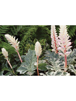 Acanthus x Whitewater, Bear's Britches #1 container