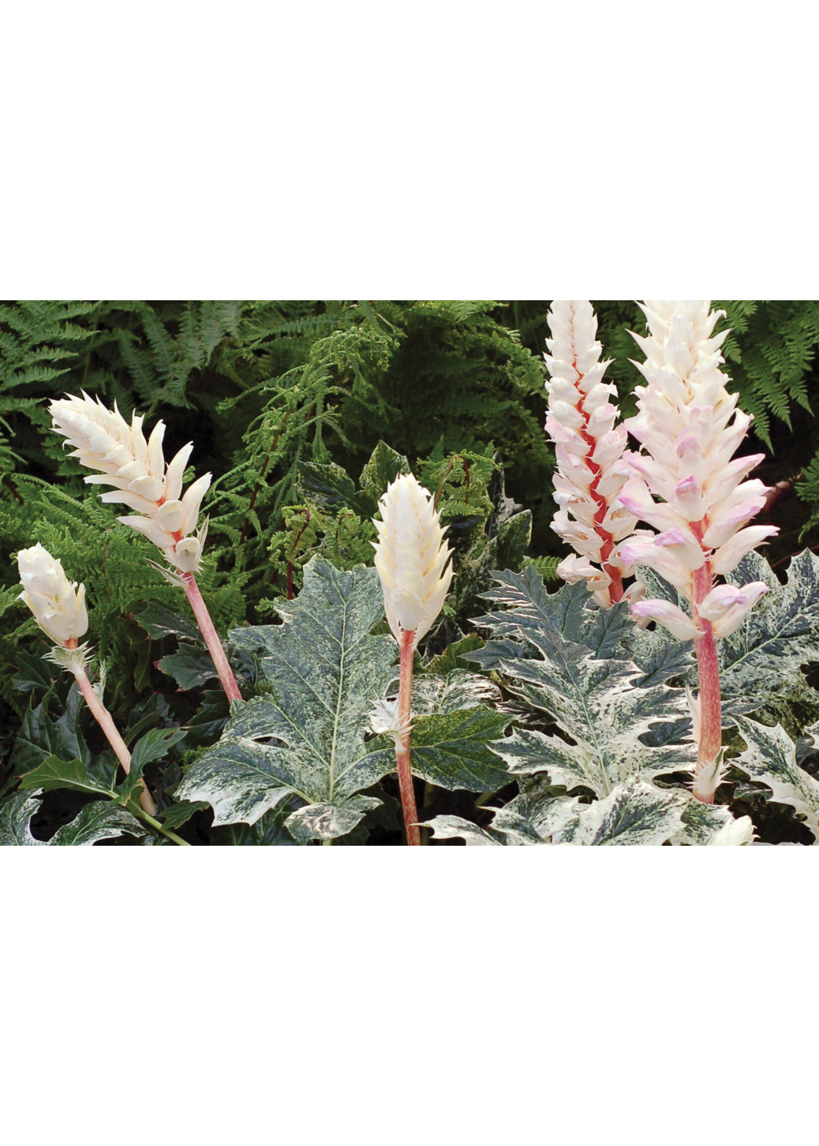 Acanthus x Whitewater, Bear's Britches #1 container