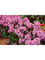 Bergenia Spring Fling, Pigsqueak #1