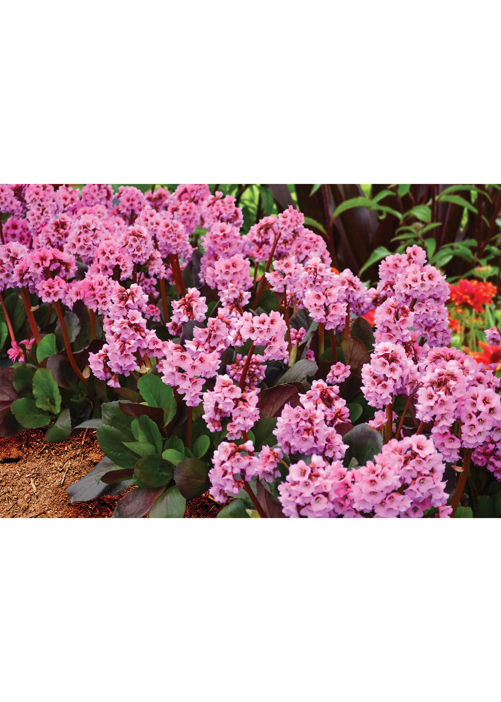 Bergenia Spring Fling, Pigsqueak #1