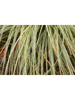 Carex osh. Feather Falls - Ornamental Sedge, #1 Container