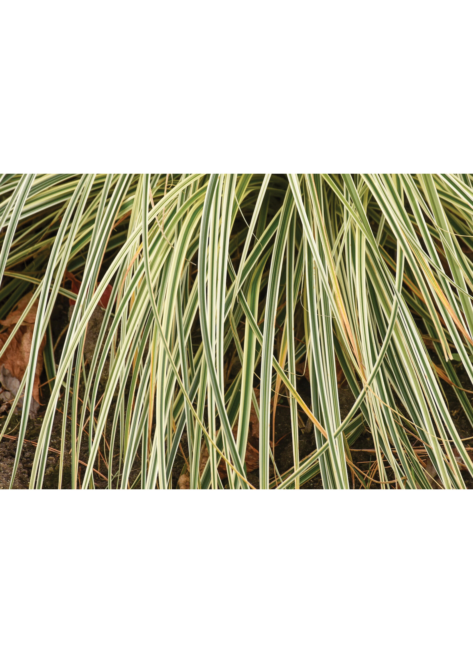 Carex osh. Feather Falls - Ornamental Sedge, #1 Container