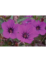 Geranium pratense Dark Eyes, Meadow Cranesbill