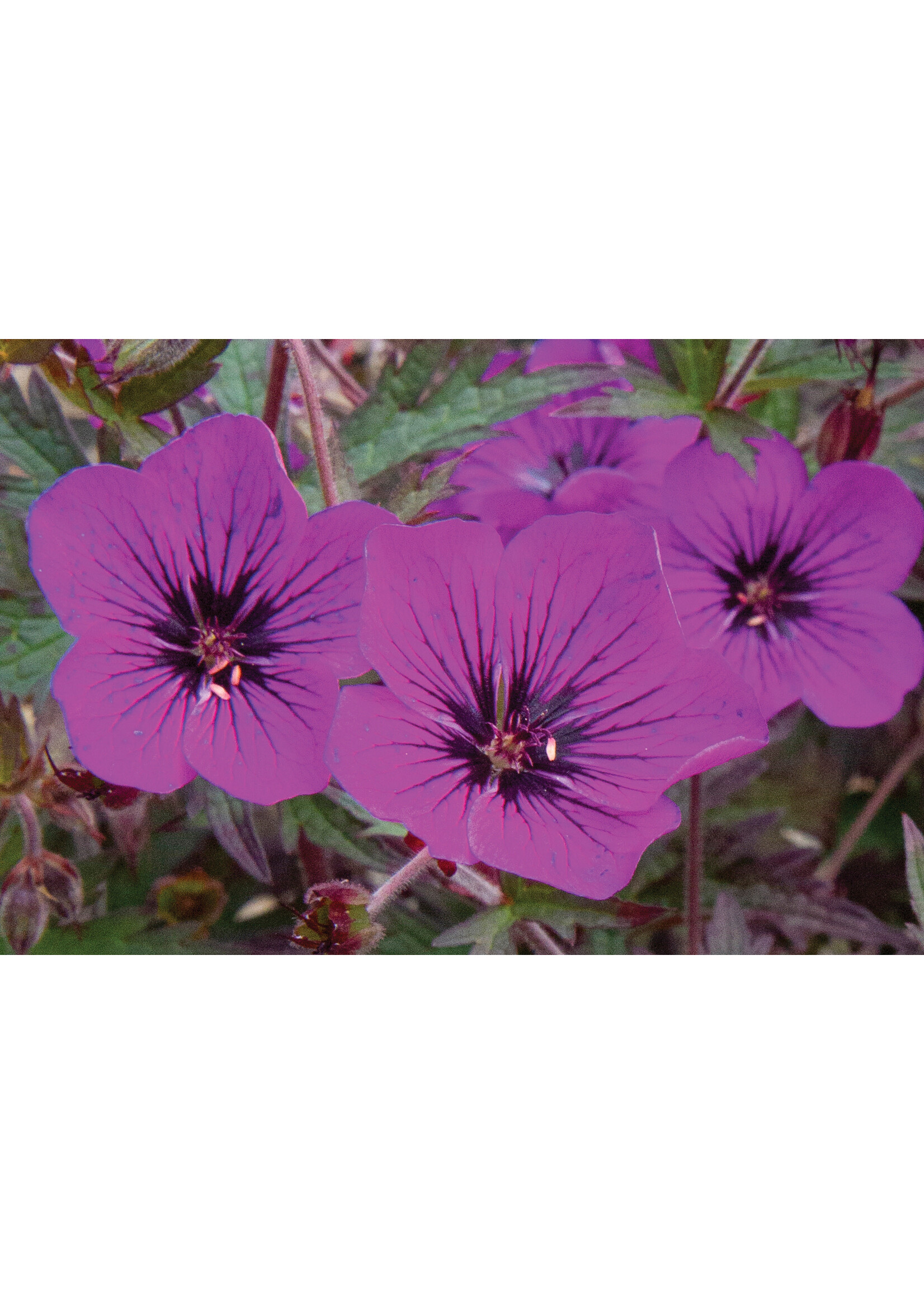Geranium pratense Dark Eyes, Meadow Cranesbill