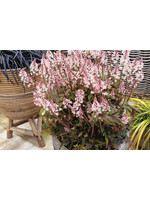 Tiarella Angel Wings, Foamflower, #1 Container