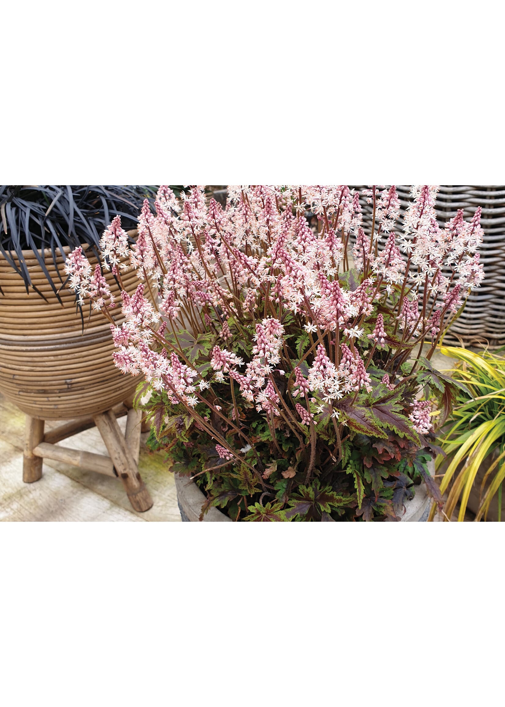 Tiarella Angel Wings, Foamflower, #1 Container