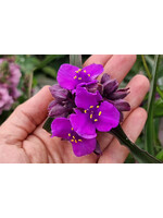 Tradescantia JS Brainstorm, Spiderwort #1