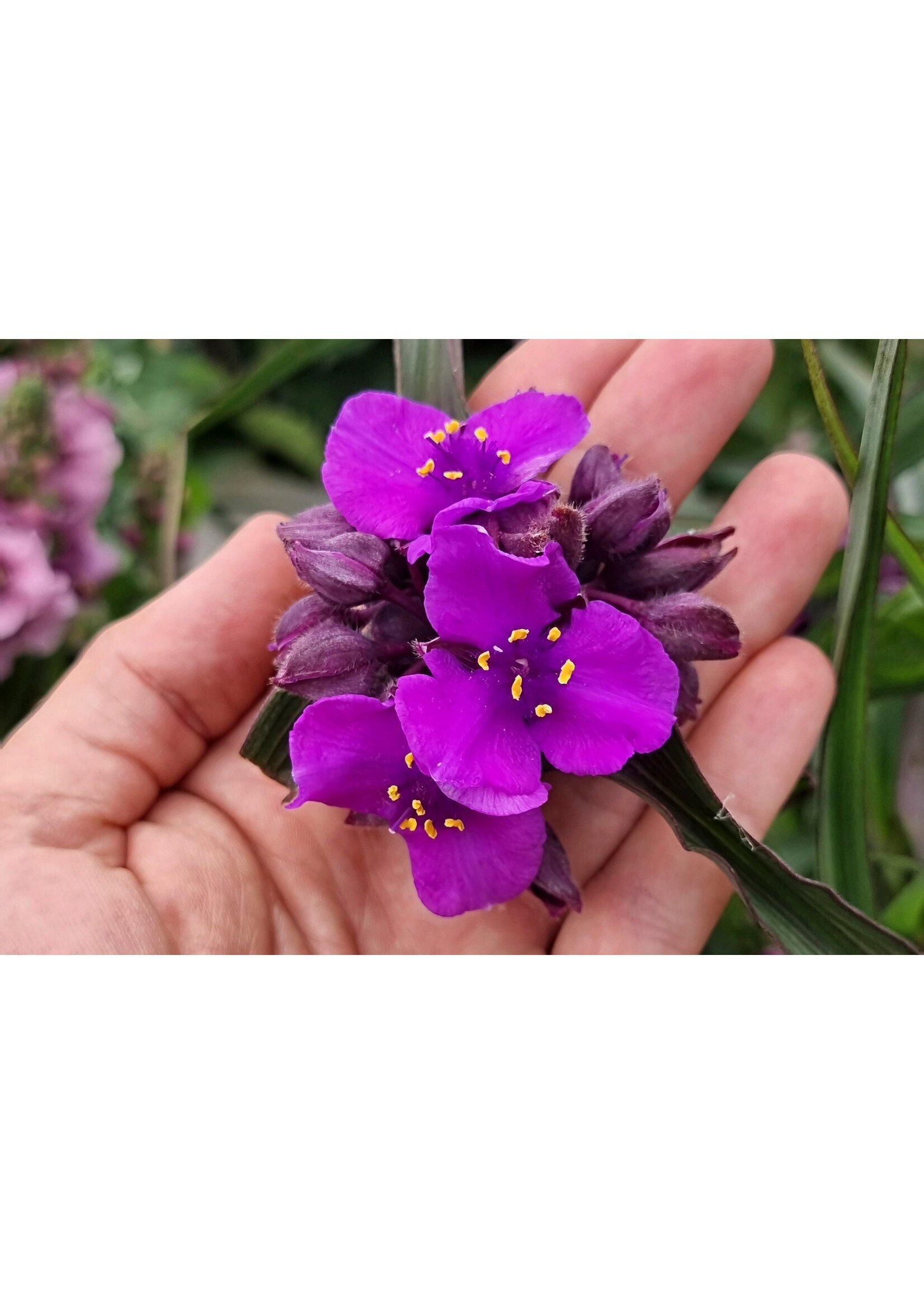 Tradescantia JS Brainstorm, Spiderwort #1