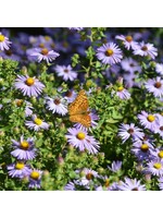 Aster oblong. Twilight Sky, Aster #1 container