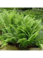 Athyrium filix-femina,  lady fern #1 container