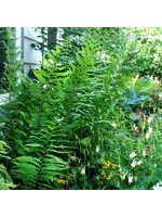 Dryopteris x australis Fern - Wood, Dixie, #1