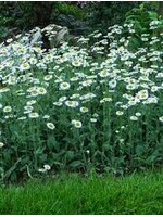 Erigeron pul. Lynnhaven Carpet, Robin's Plantain #1 container