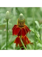 Ratibida columnifera Red Midget,  Mexican Hat, Prairie Coneflower, #1 container