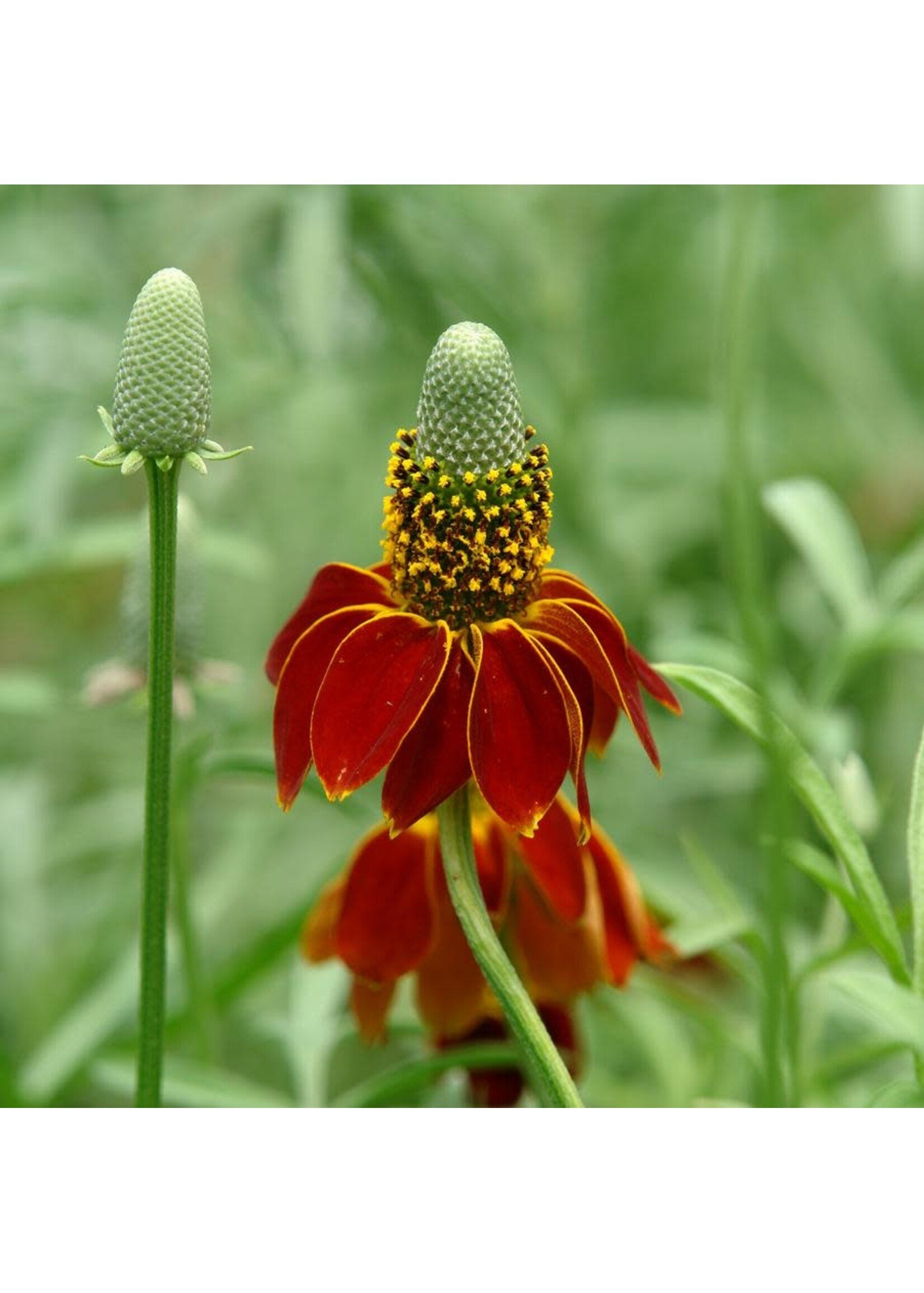 Ratibida columnifera Red Midget,  Mexican Hat, Prairie Coneflower, #1 container