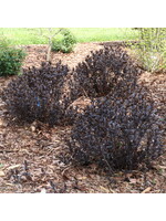 Diervilla x Kodiak Jet Black Honeysuckle Bush - Kodiak, #3