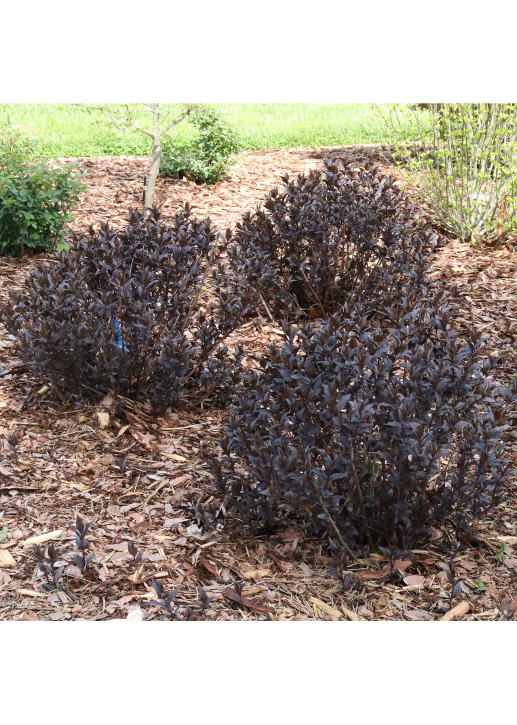 Diervilla x Kodiak Jet Black Honeysuckle Bush - Kodiak, #3