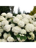 Hydrangea arbor. Incrediball Storm Proof, Hydrangea - Smooth,  #3