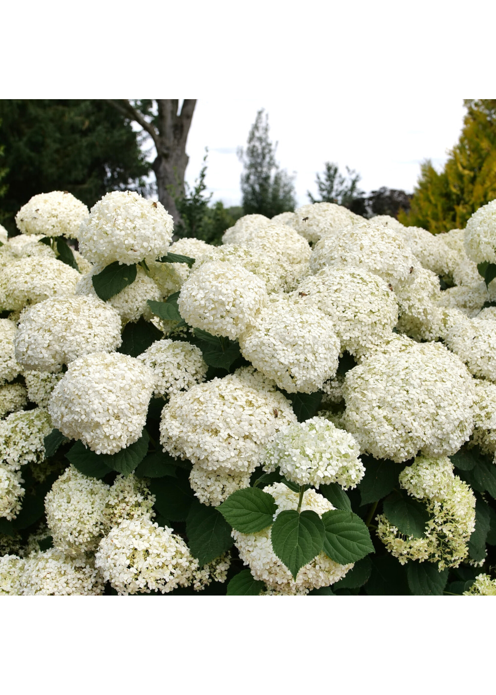 Hydrangea arbor. Incrediball Storm Proof, Hydrangea - Smooth,  #3