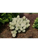Hydrangea panic. Little Quick Hydrangea - Hardy, Little Quick Fire, #3
