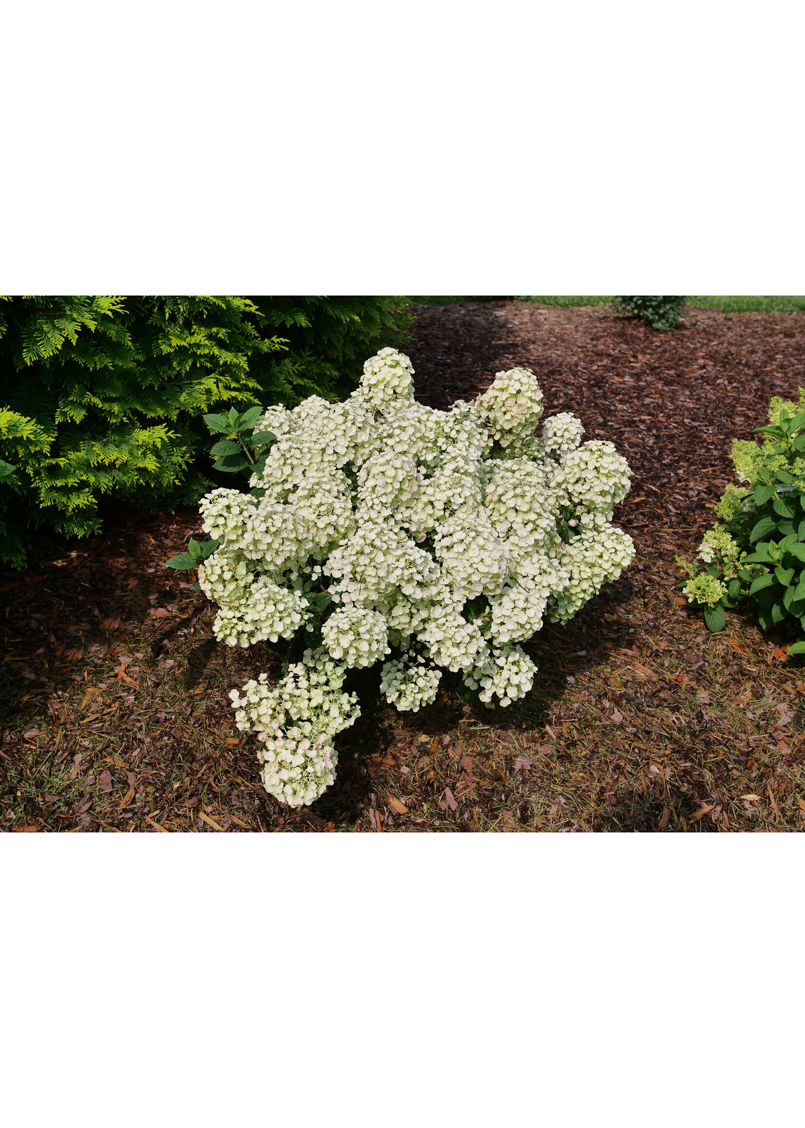 Hydrangea panic. Little Quick Hydrangea - Hardy, Little Quick Fire, #3