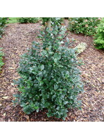 Ilex x meser. Castle Rouge Holly - Blue, #3
