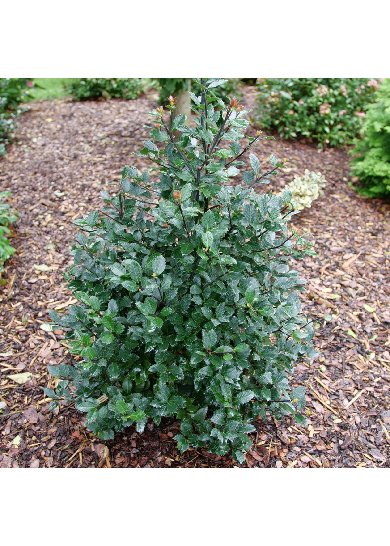 Ilex x meser. Castle Rouge Holly - Blue, #3