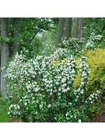 Philadelphus coronarius  Illuminati Spice Mock Orange, #3