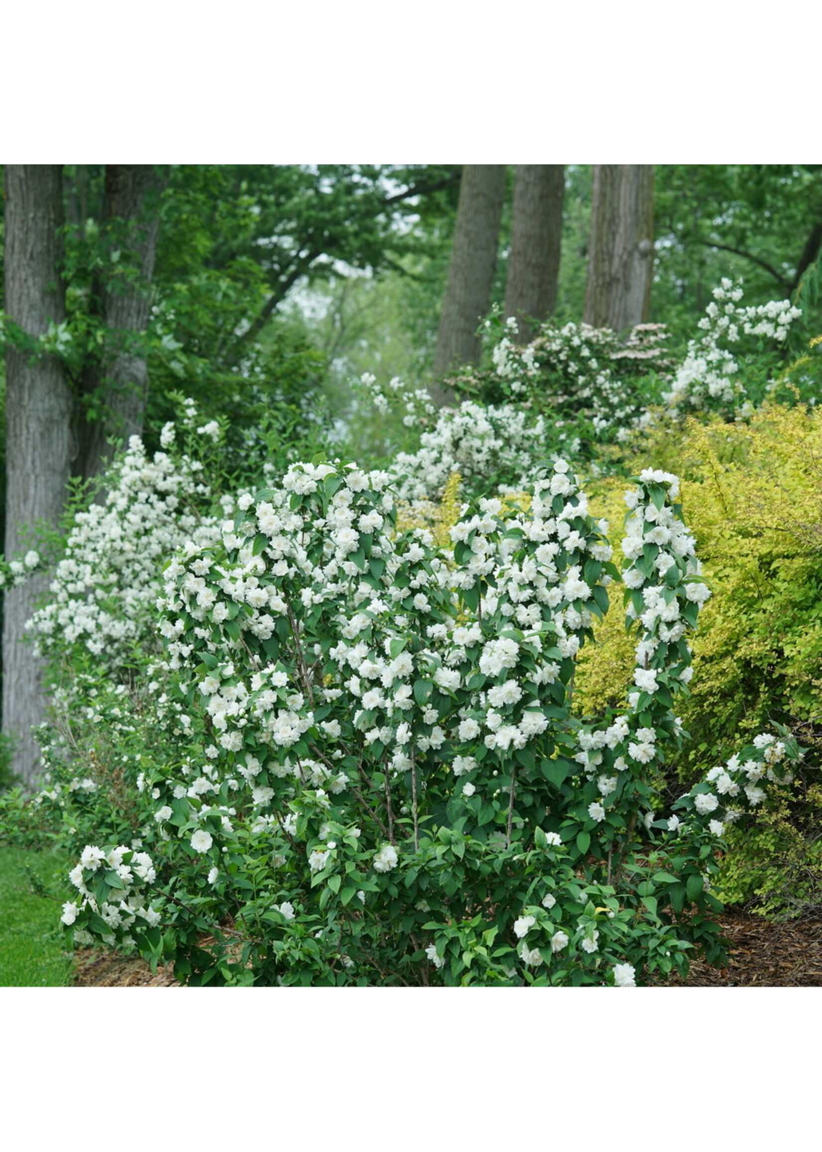 Philadelphus coronarius  Illuminati Spice Mock Orange, #3