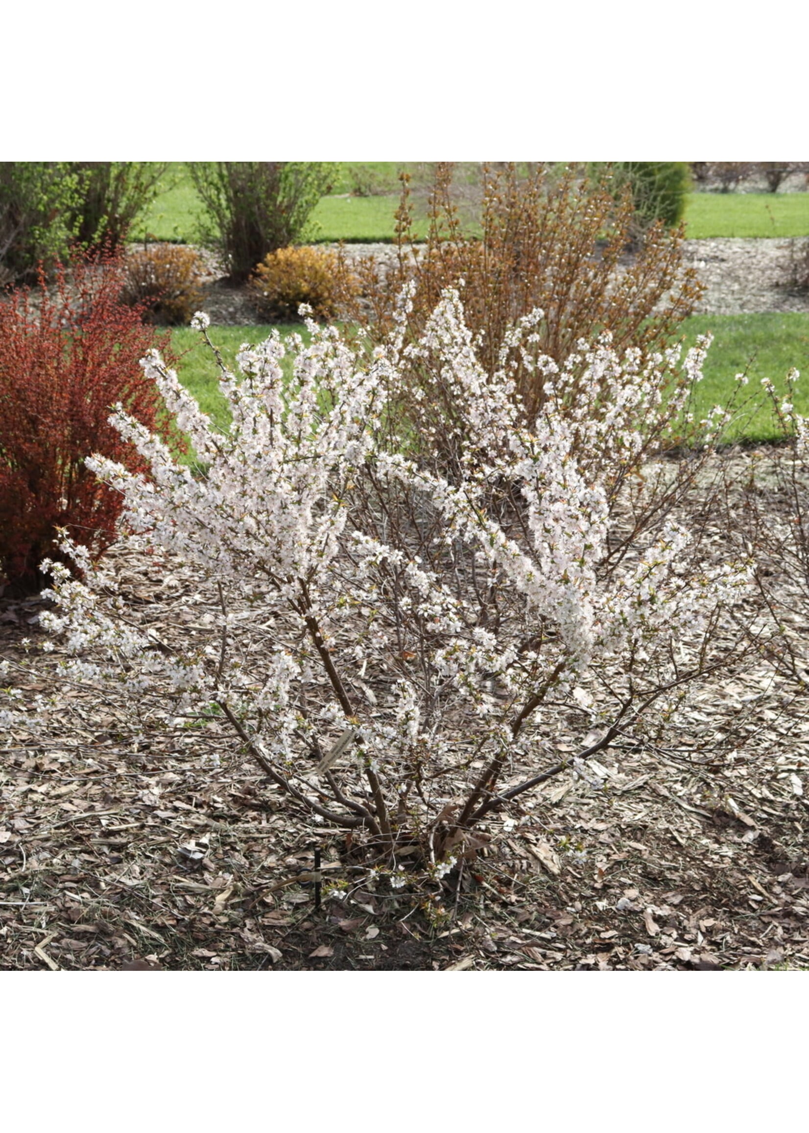 Prunus x Easy as Pie, Dwarf Cherry, #3
