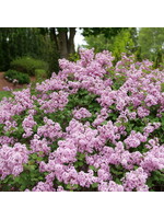 Syringa Bloomerang Purpink, Lilac #3