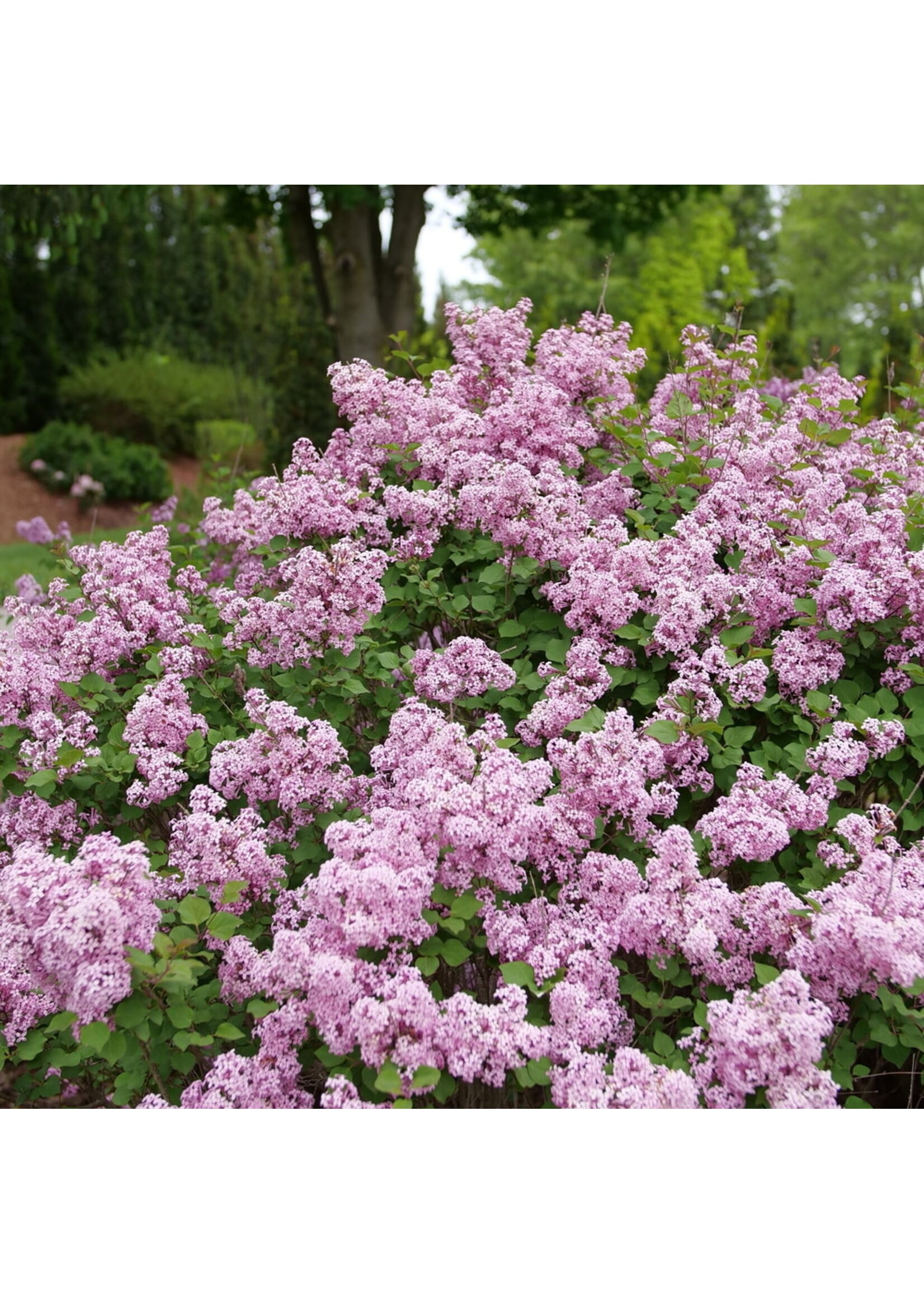 Syringa Bloomerang Purpink, Lilac #3
