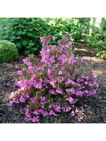 Weigela florida Sonic Bloom Wine, Weigela,  #3