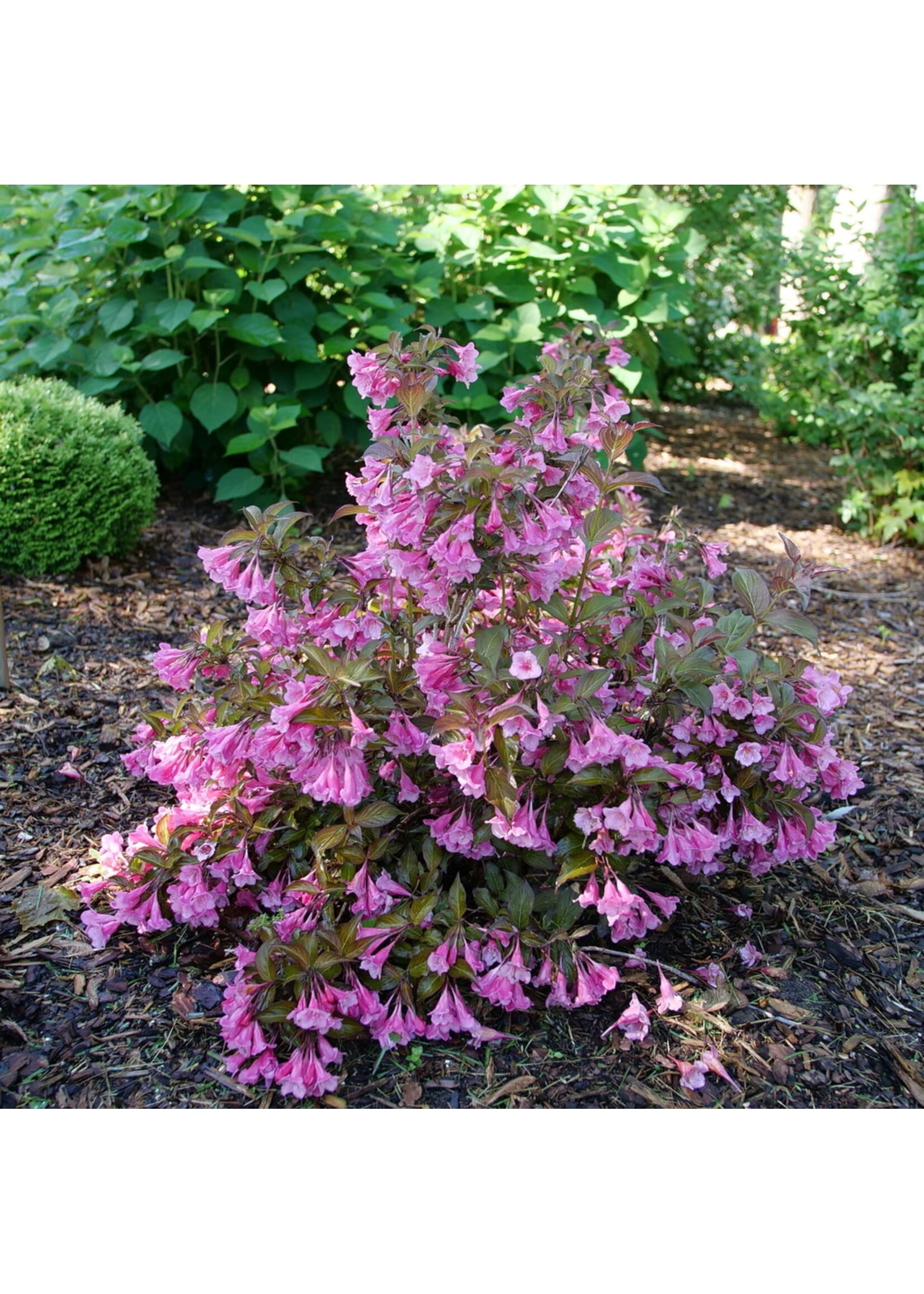 Weigela florida Sonic Bloom Wine, Weigela,  #3