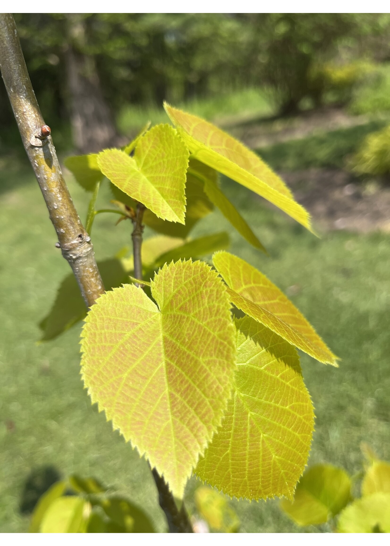 Tilia americana, American Linden #7