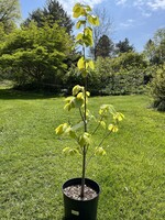 Tilia americana, American Linden #7