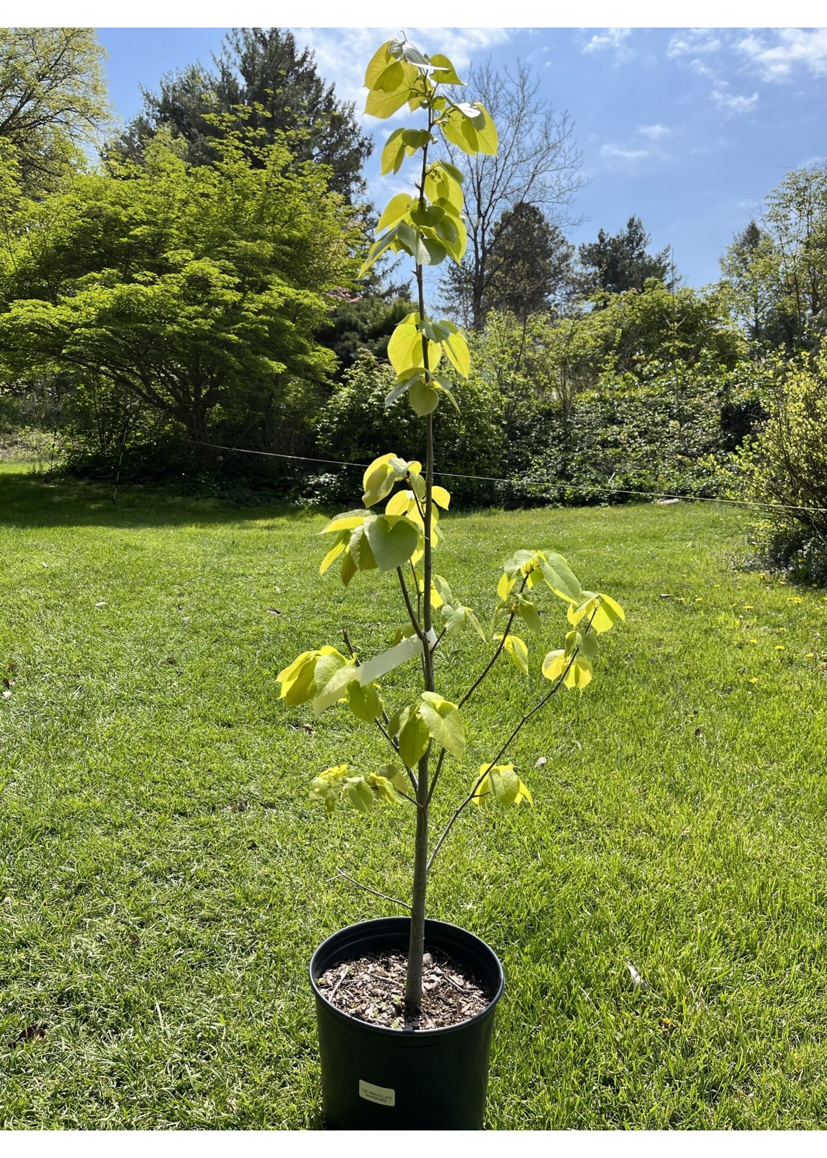 Tilia americana, American Linden #7