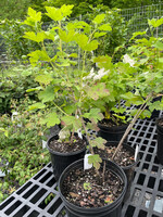 Ribes missouriense, Missouri gooseberry #3 container