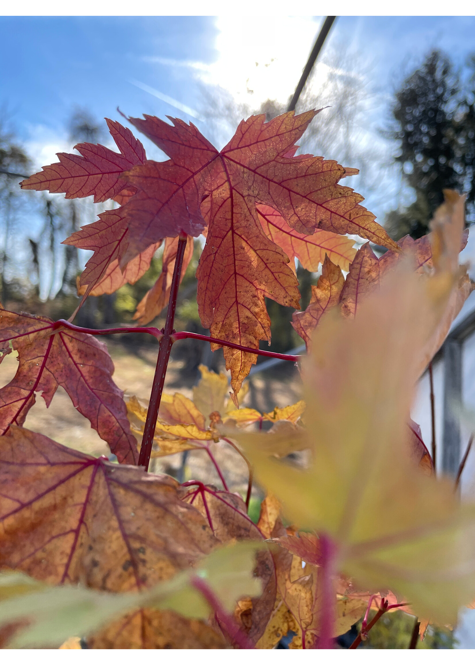 Acer saccharinum, Silver Maple #5