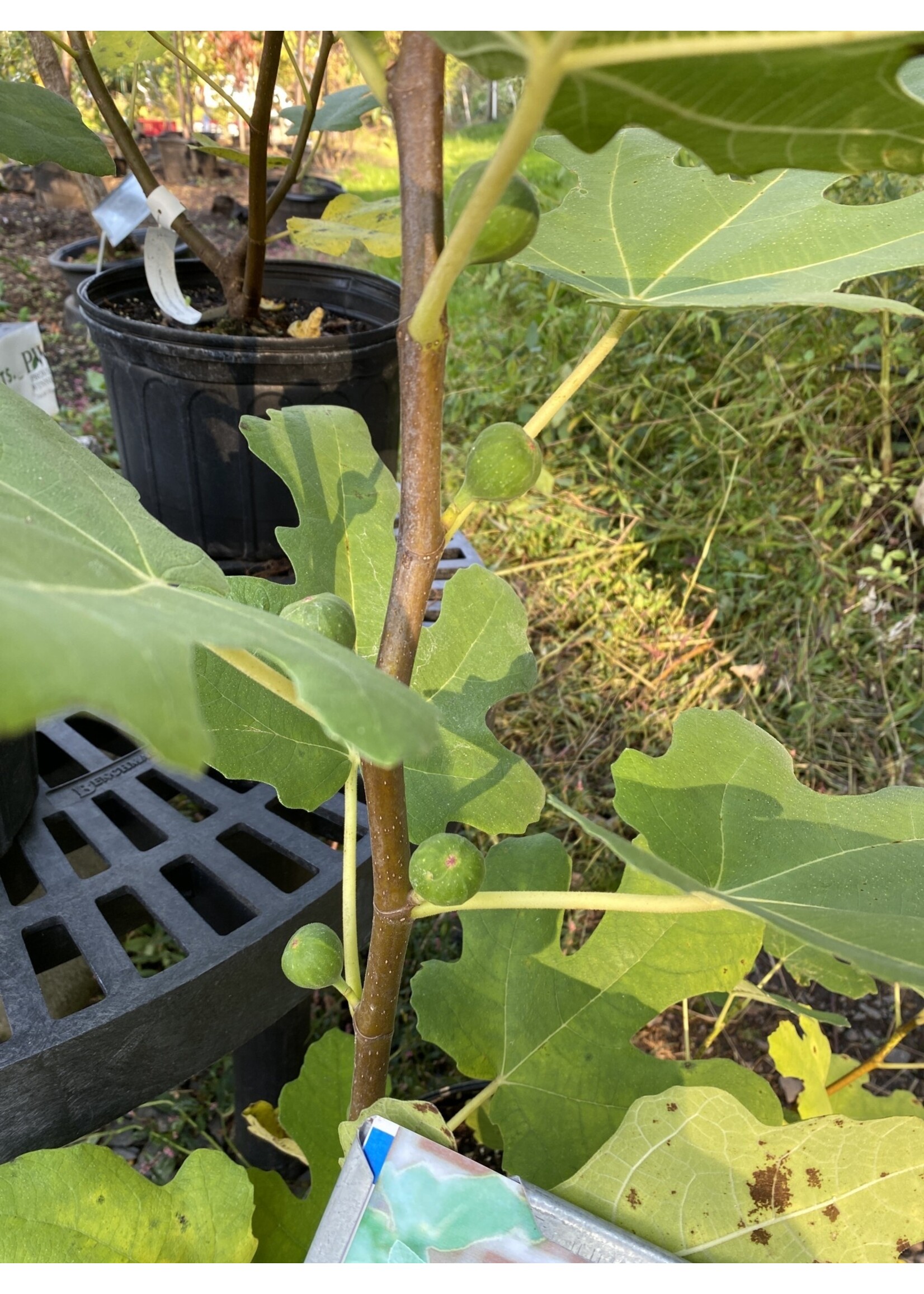 Ficus carica Chicago Hardy Fig,  #1