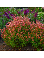 Agastache Mango Tango, Hyssop, #1